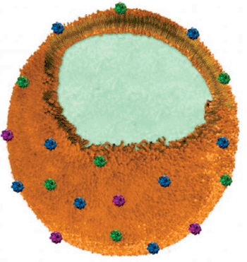Imagen: A: Corte transversal de la nanoesponja. Ingenieros en la Universidad de California de San Diego inventaron una “nanoesponja” capaz de eliminar con seguridad una clase amplia de toxinas peligrosas de la sangre, incluyendo toxinas producidas por el SARM (Staphylococcus aureus resistente a la meticilina), E. coli, serpientes venenosas y abejas. Las esponjas están hechas de un núcleo de polímero biocompatible envuelto en una membrana natural de un eritrocito (Fotografía cortesía del Laboratorio de Investigación Zhang, Facultad de Ingeniería Jacobs de la Universidad de California, San Diego).